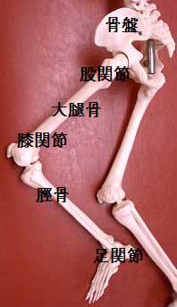 下肢の骨格の構造