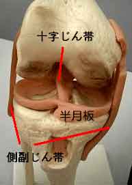 ひざの内部の構造