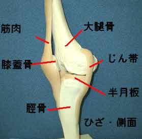 膝の構造