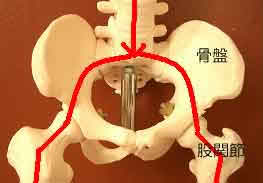 骨盤と股関節