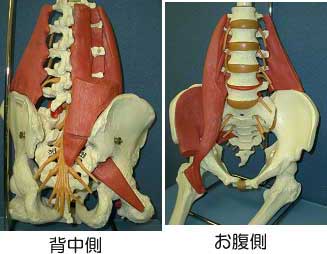 骨盤と周辺の筋肉