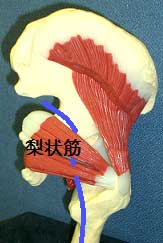 梨状筋と坐骨神経